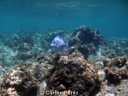 Solo Blue Tang @ Shaks Caves Isabela Puerto Rico by Carlos Pérez 